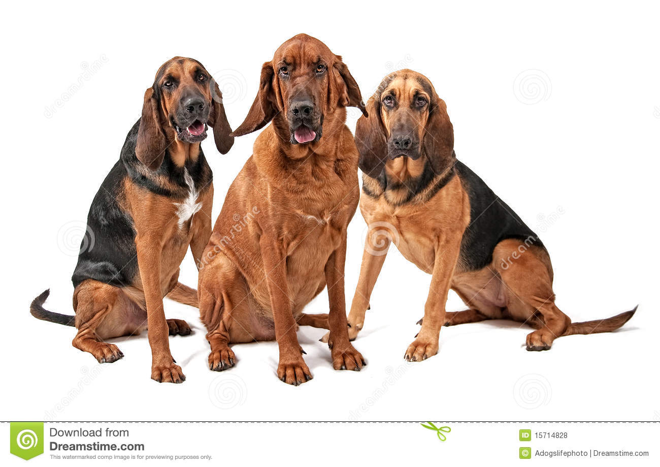 Three Bloodhound Dogs Isolated On White Royalty Free Stock Photos