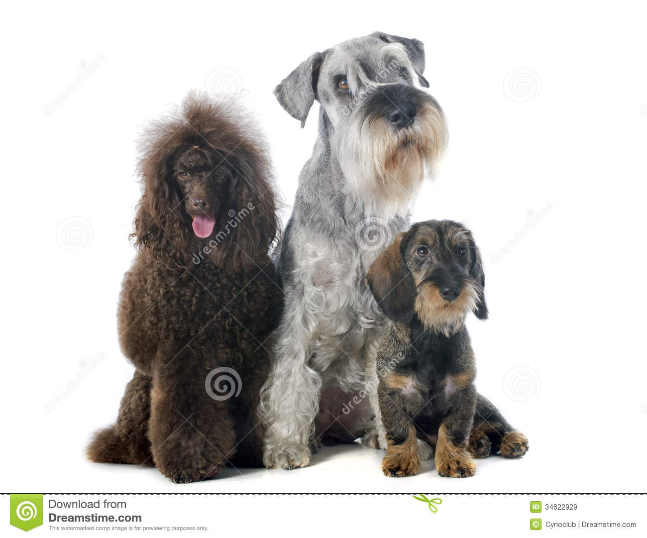 Three Dogs Royalty Free Stock Images   Image  34622929
