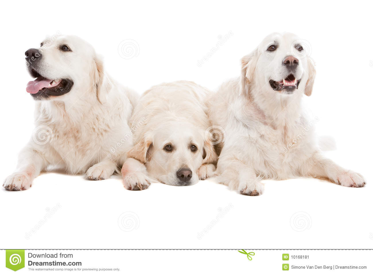 Three Dogs Stock Image   Image  10168181
