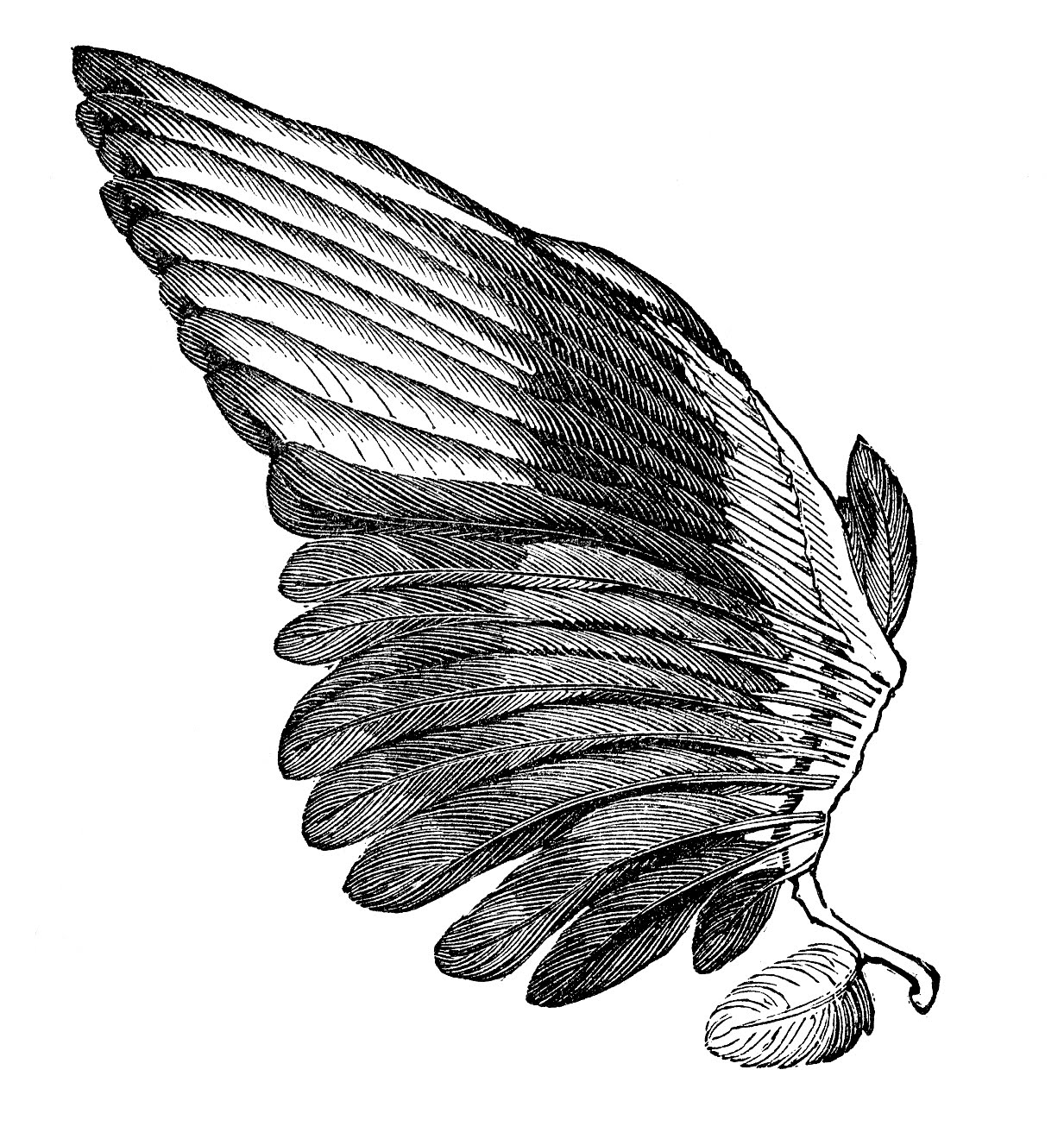 Vintage Clip Art Image Feather Wings For Angels