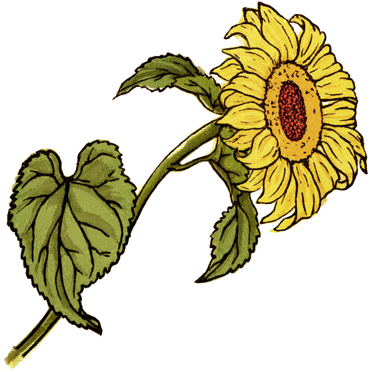 Wedding Sunflowers Clipart Sunflower Clipart