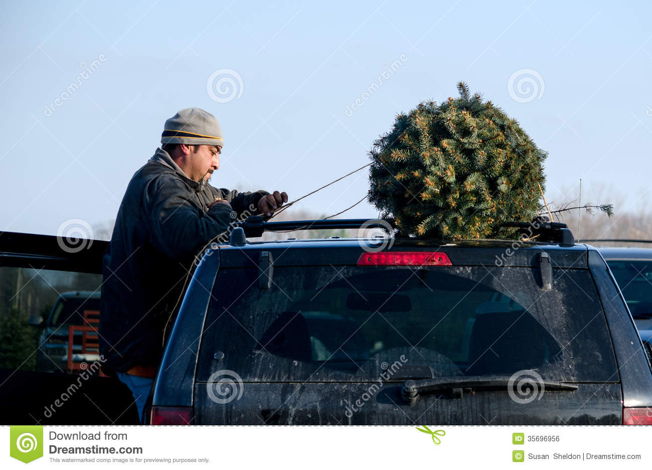 Worker Tying Christmas Tree To A Car Editorial Photo   Image  35696956