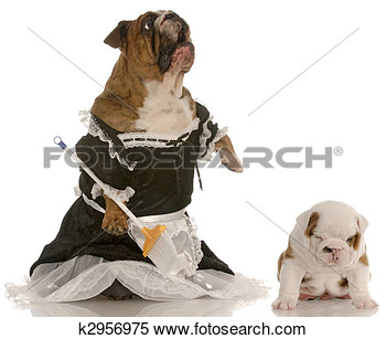 Angry Mother   English Bulldog Wearing Maid Dress Standing Up Sweeping    