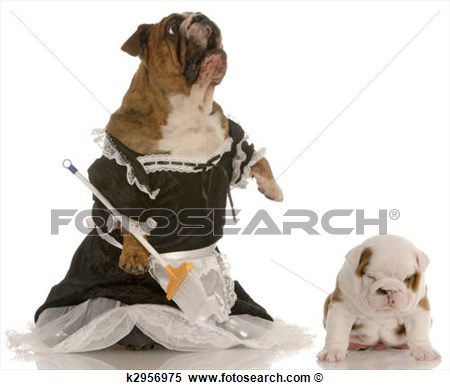 Angry Mother   English Bulldog Wearing Maid Dress Standing Up Sweeping