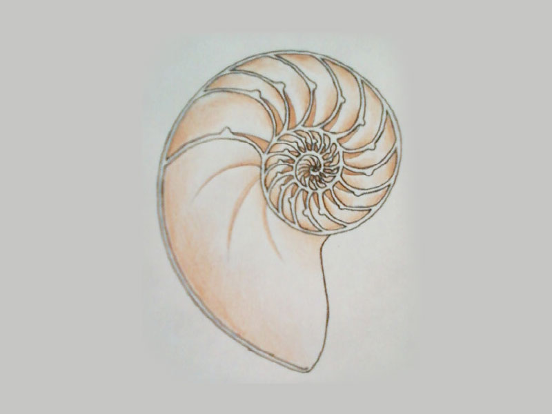 Nautilus Shell Light Orange Color Tattoo   Tattoo Designs Ideas
