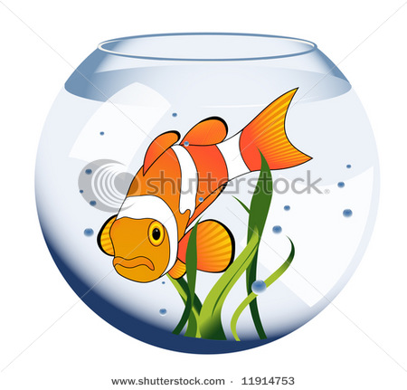 Picture Of An Exotic Fish Swimming In A Small Fishbowl Or Aquarium In