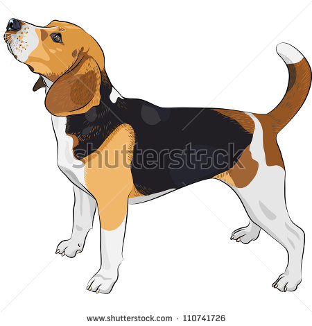 Stock Images Similar To Id 108635933   Vector Sketch Dog Beagle Breed