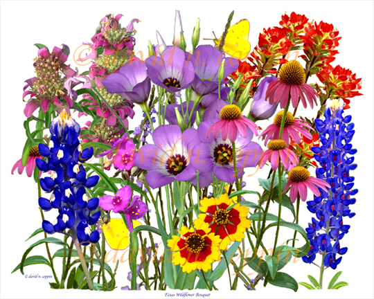 Texas Wildflowers Clip Art