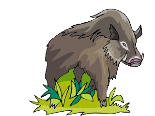 Animals Wild Boar Graphics