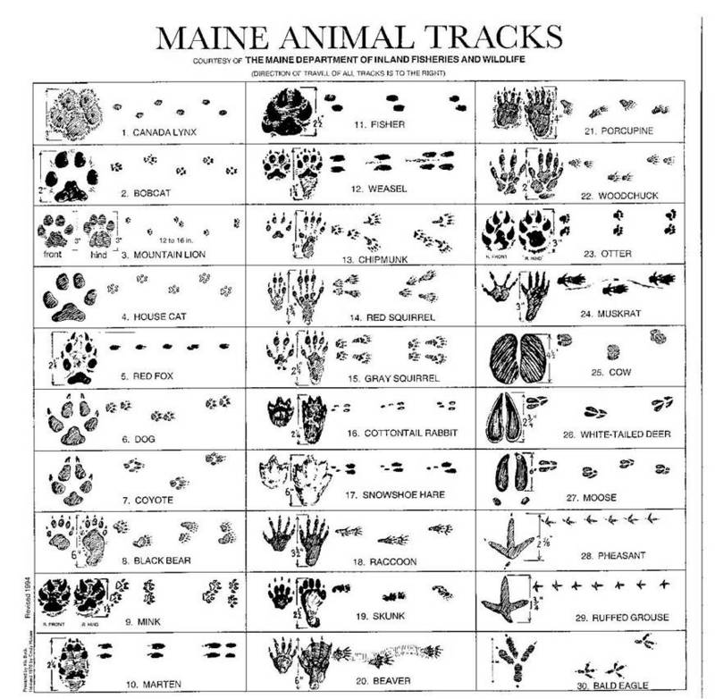 From What Animal Are These Tracks From    Pelican Parts Technical Bbs