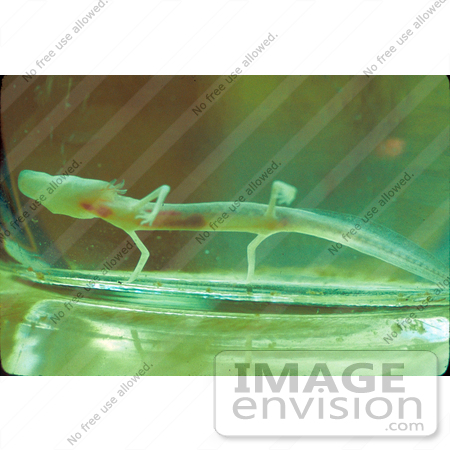 Royalty Free Animal Stock Photo Of A Texas Blind Salamander  Eurycea