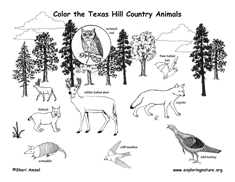 Texas Panhandle And Prairie Animals Labeling Page
