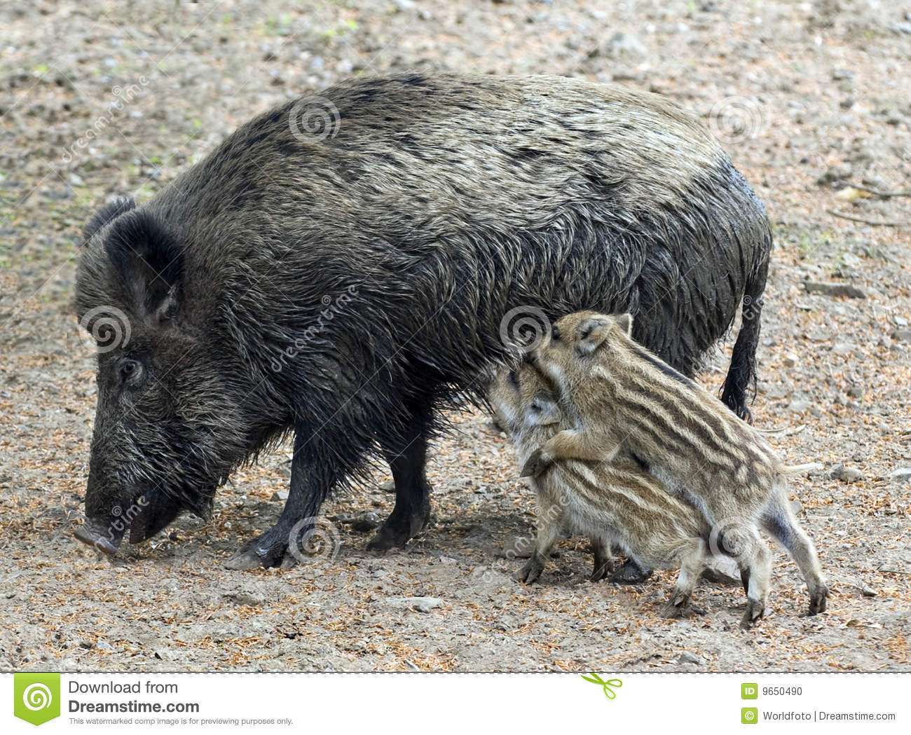 Two Wild Boar Piglets Competing For Their Mother S Milk 