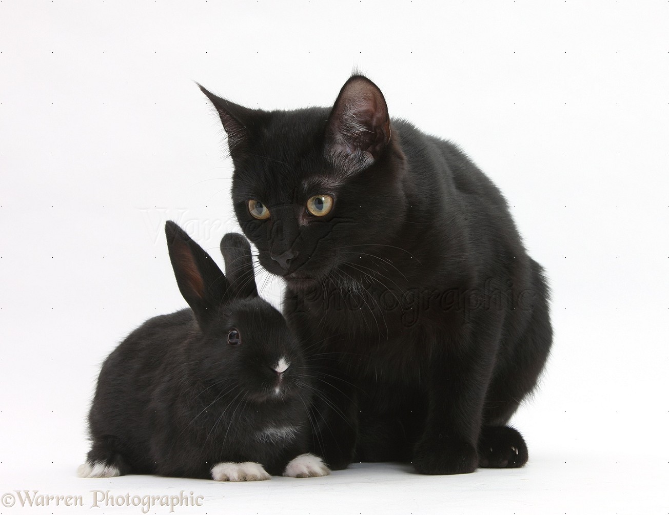 Wp20710 Black Male Cat Joey  6 Months Old With Black Lionhead Cross