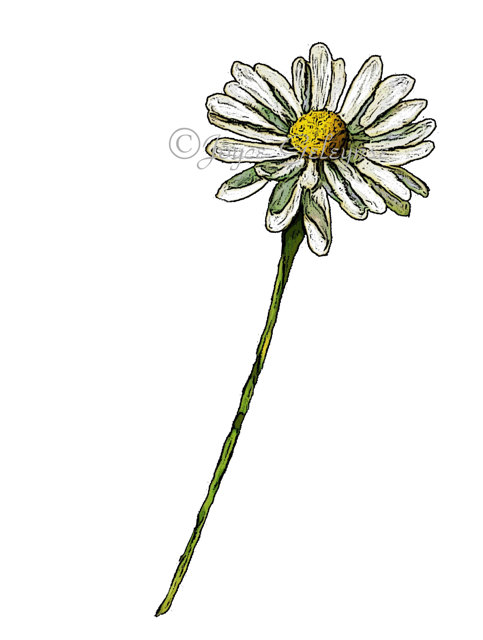 Daisy Clip Art Hand Drawn Clipart Drawing Of Daisy Flower Flower
