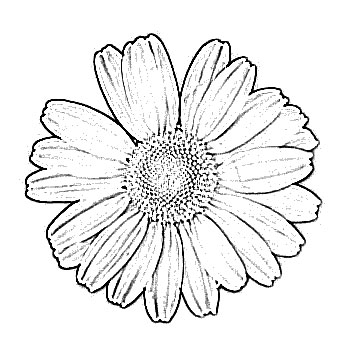 Daisy Flower Sketch   Image Sketch