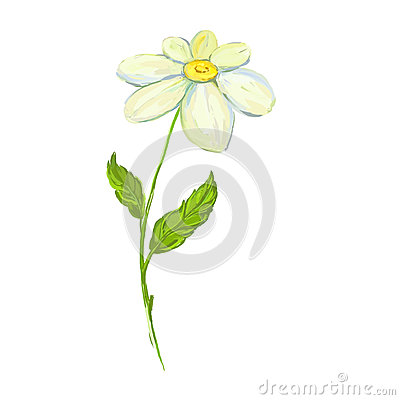 Daisy Vector Illustration Hand Drawn Painted Stock Vector   Image