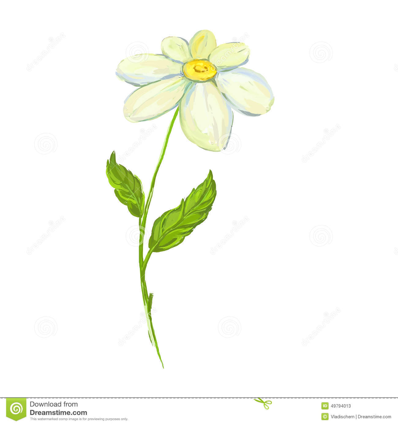 Daisy Vector Illustration Hand Drawn Painted Stock Vector   Image