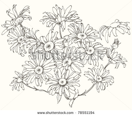 Floral Clip Art  Hand Drawn Daisy Flowers  Stock Vector Illustration