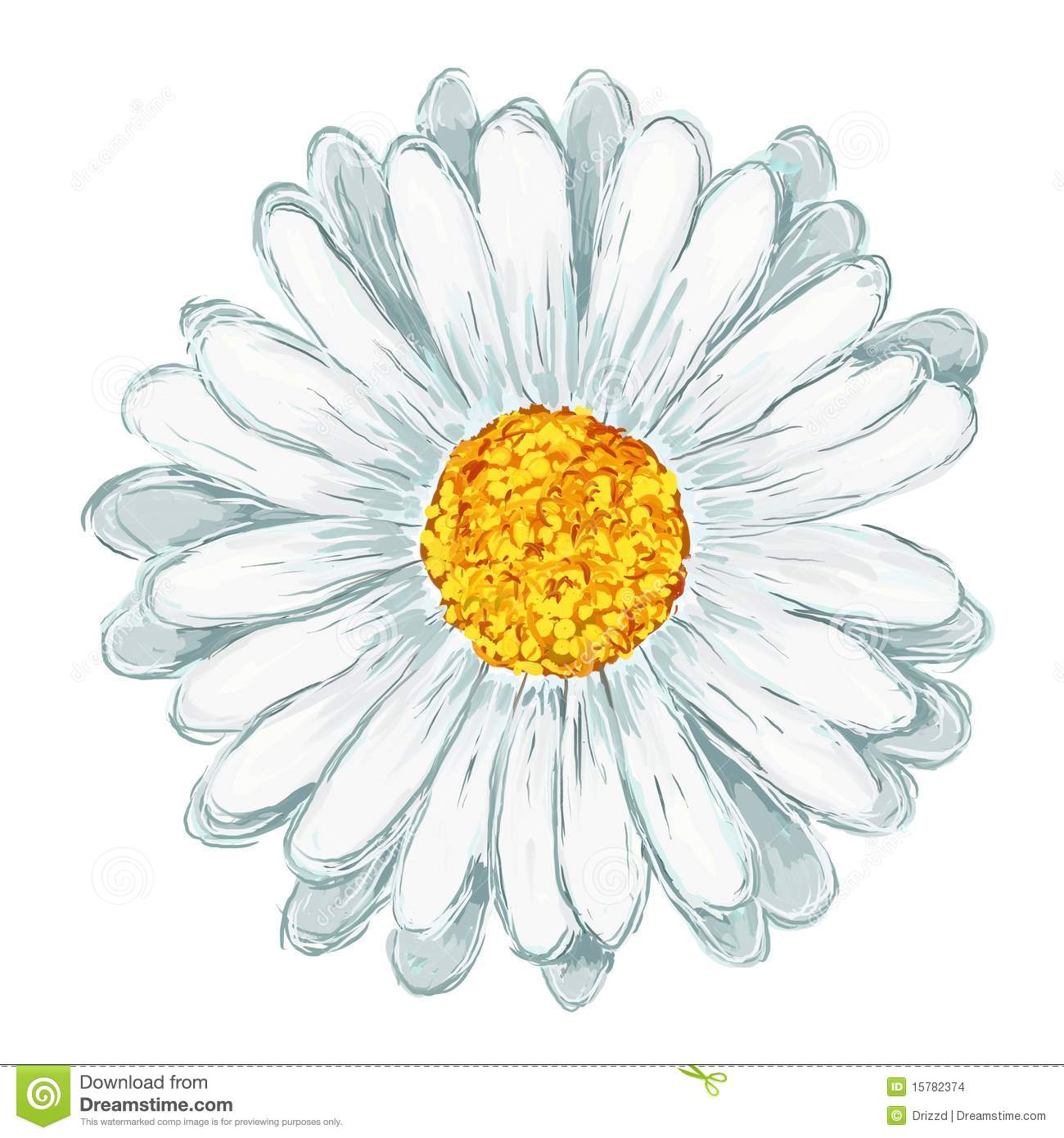 Painted Daisy On White Background   Illustration