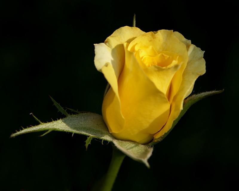 Chuck Hall   All Galleries    Flowers   Yellow Rose Bud