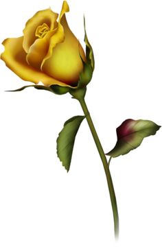 Rose Bud   Gallery Free Clipart Picture  Roses Png Yellow Rose Bud
