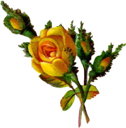 Yellow Rose Bud Clipart