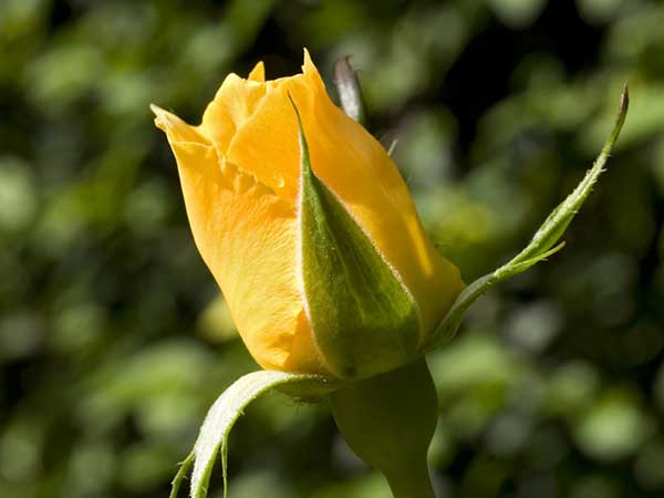 Yellow Rose Bud Jpg