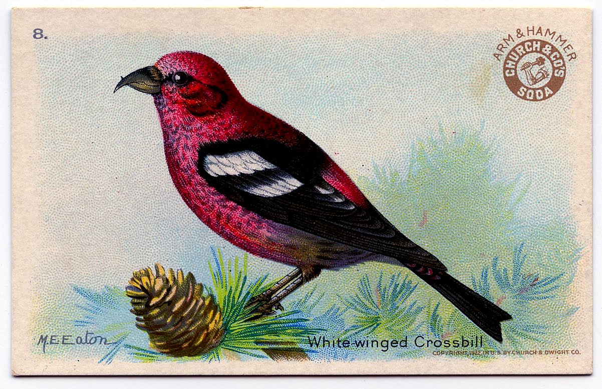 Vintage Christmas Clip Art   Lovely Red Bird   The Graphics Fairy