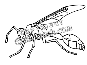 Wasp Clipart Black And White
