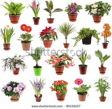 Collection Set Of Houseplants In Flower Pot Isolated On White    