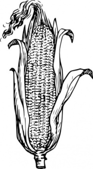     Corn Variety Ear Of Corn Colored Clip Art Ear Of Corn Colored Clip Art