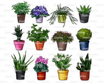 House Plant Flower Pot Collection   Printable Digital Illustration For