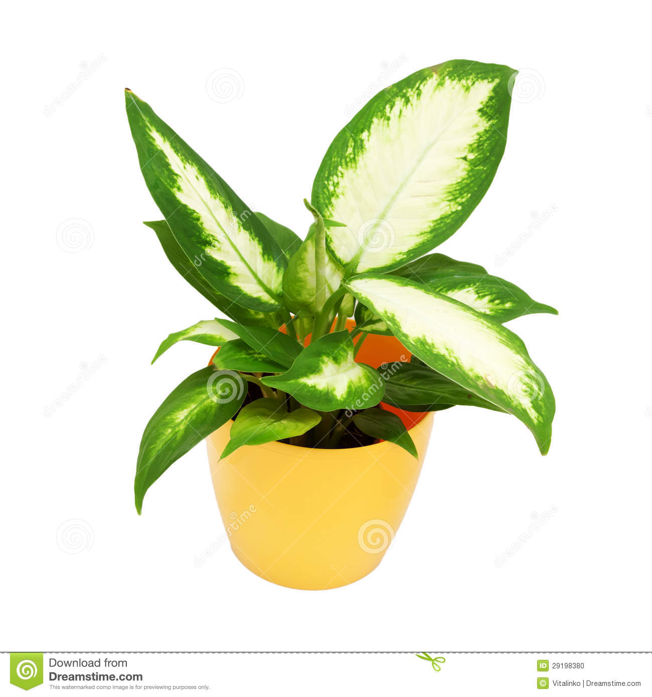 House Plant In A Yellow Pot Stock Photo   Image  29198380