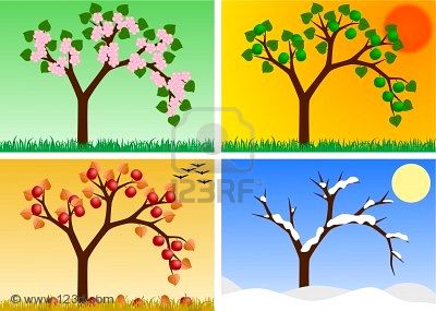 Seasonsandweather   Apple Tree In The Four Seasons
