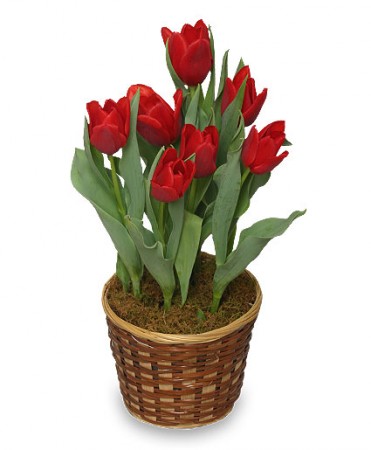 Tulips 6 Inch Blooming Plant   All House Plants   Flower Shop Network