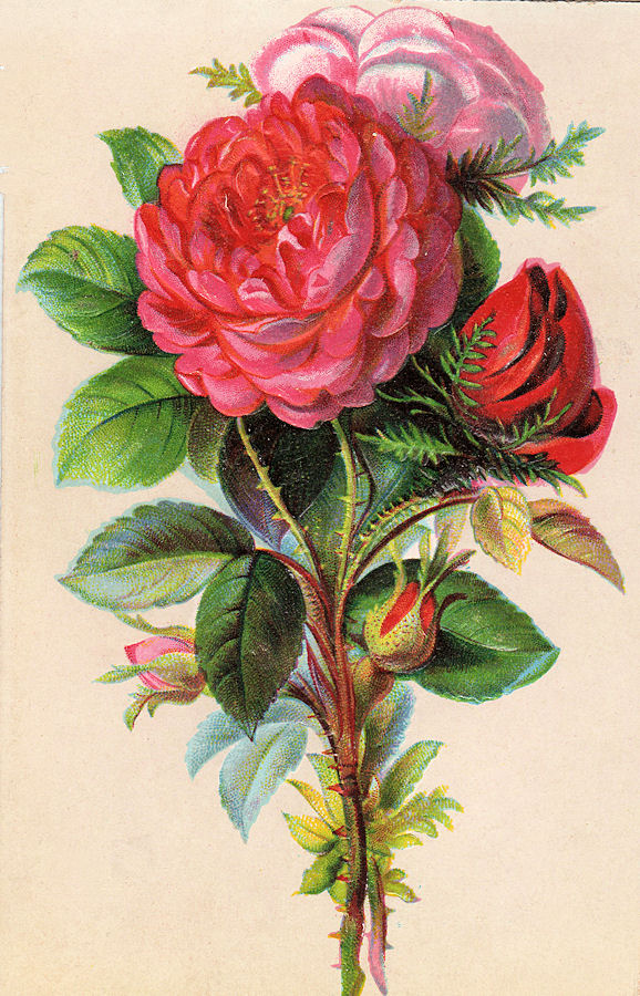 Lovely Victorian Card With A Beautifully Illustrated Bouquet Of Roses