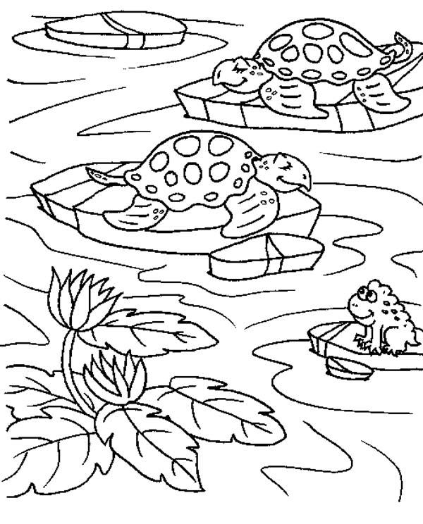 Sea Turtle   Sea Turtle In Ponds Coloring Page