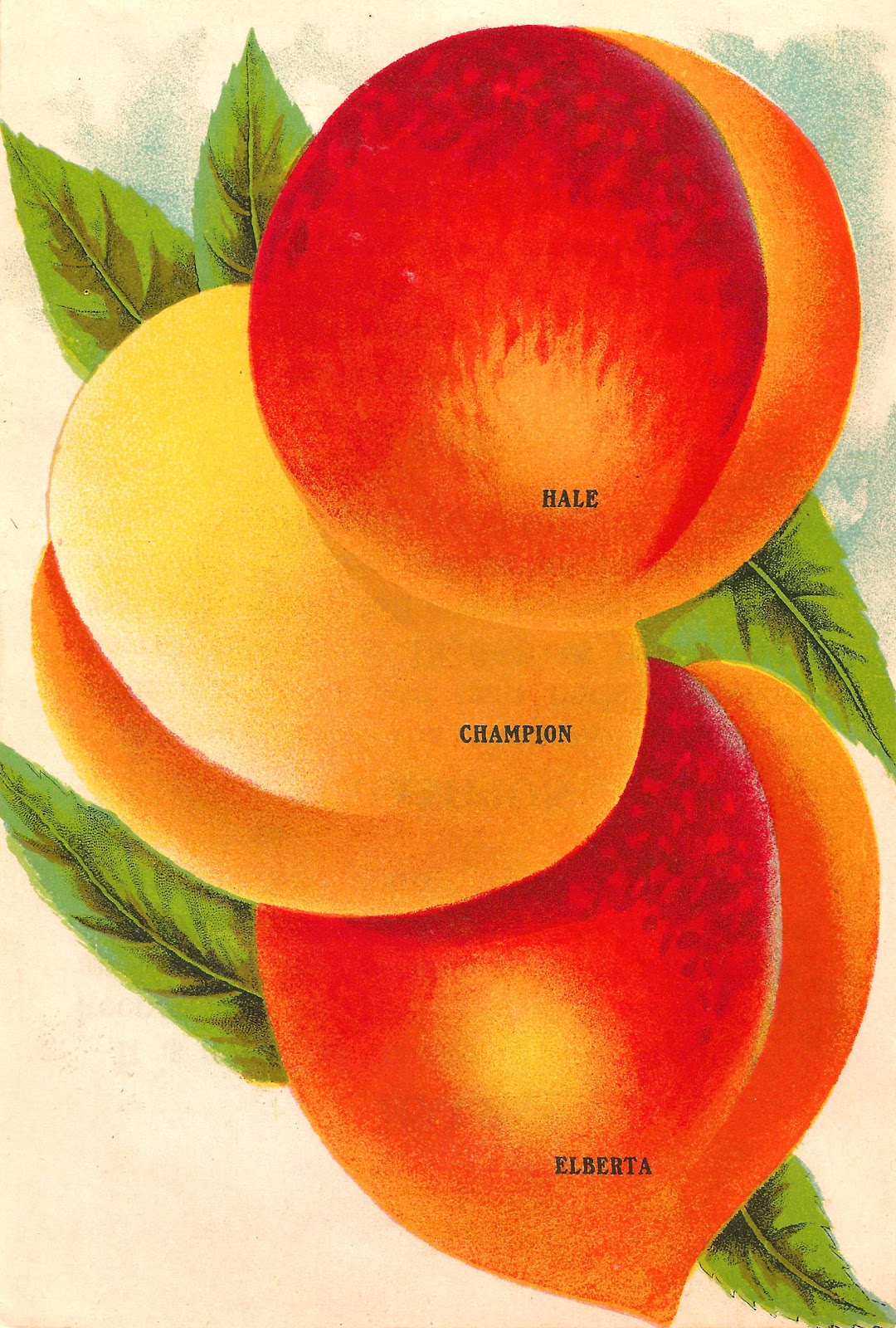 Vintage Fruit Peach Clip Art  3 Varieties Of Peaches From Vintage Seed