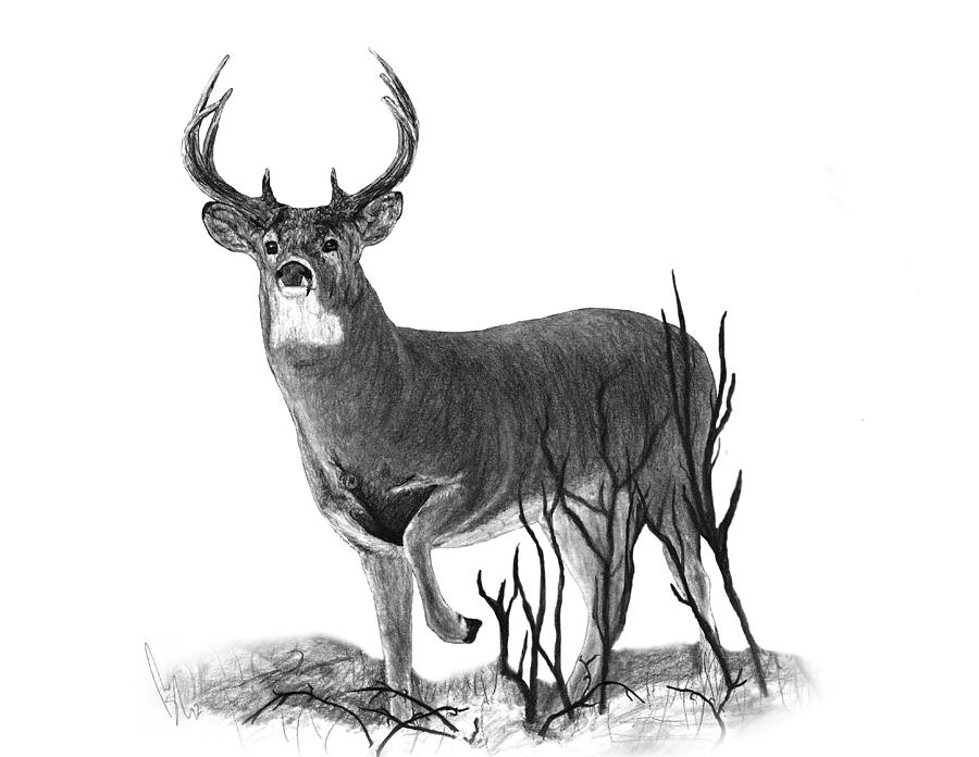 Buck Deer Drawing Images   Pictures   Becuo