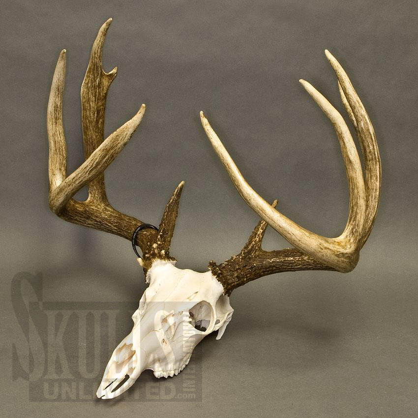 Deer Skull Tattoo Drop Tine Whitetail Deer Skull 6 Fish On Deer Skull