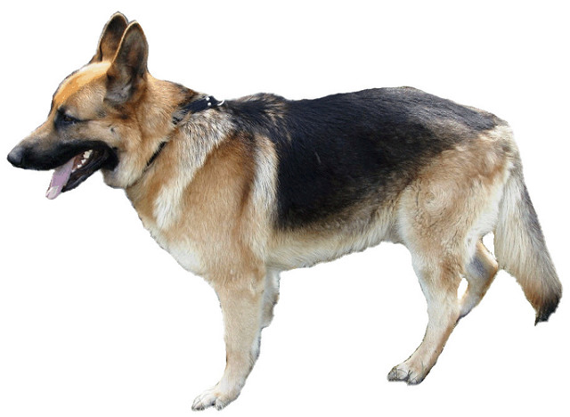 German Shepherd Dog Clipart Lge