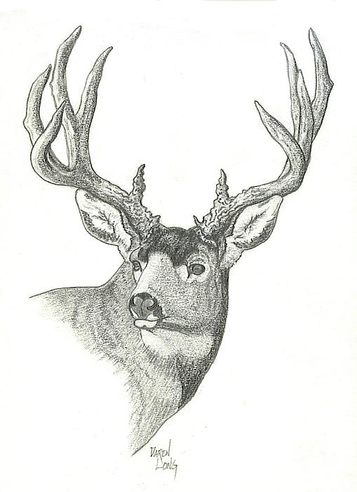 Mule Deer Buck Sketch Daren Long Jpg
