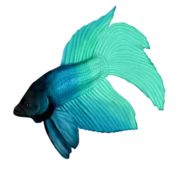 Beta Fish Drawing Graphics Pictures   Images For Myspace Layouts