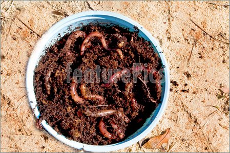 Container Of Fishing Worms Ready For A Hook 