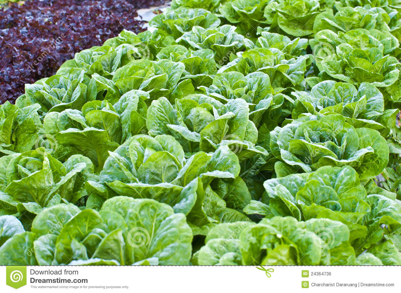 Green Kale Royalty Free Stock Image   Image  24364736