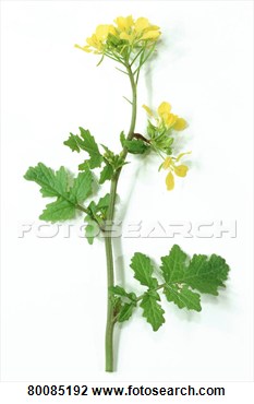 Mustard  Sinapis Alba  Flowering Plant Studio View Large Photo Image
