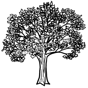 Oak Tree Clip Art Black White Images   Pictures   Becuo