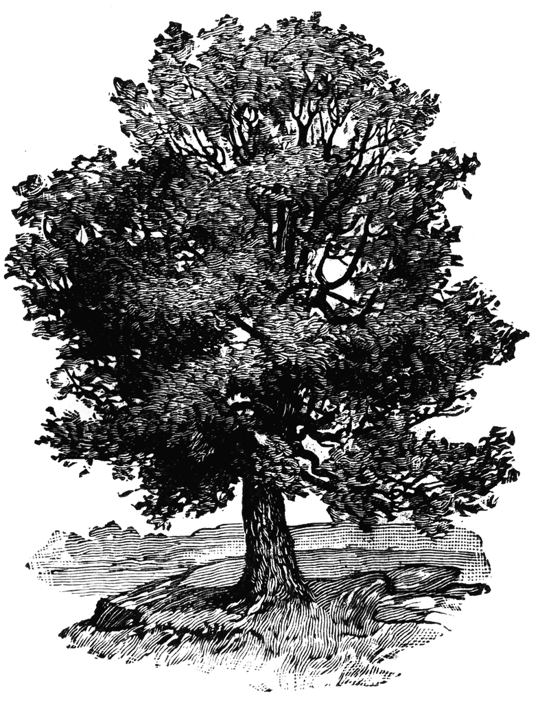 Oak Tree Graphic   Free Vector Download