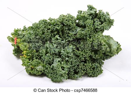 Pictures Of Fresh Leafy Kale   Fresh Green Leafy Kale On A White